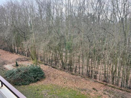 a view of a forest of trees from a window at Sarah's Nest in Kerpen