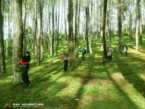 un grupo de personas caminando por un bosque con árboles en Bino kasih, en Balong