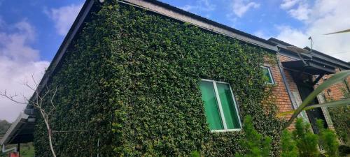 a building covered in ivy with a green window at KOMOWANAN HOMESTAY in Kundasang