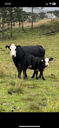 a couple of cows standing in a field at Gralha Azul in Bom Jardim da Serra