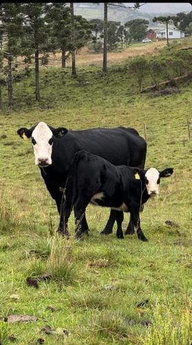 ボン・ジャルジン・ダ・セーハにあるGralha Azulの牛と子牛が畑に立つ
