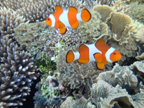 a group of orange and white fish in an aquarium at Swan Homestay in Labuhanpandan