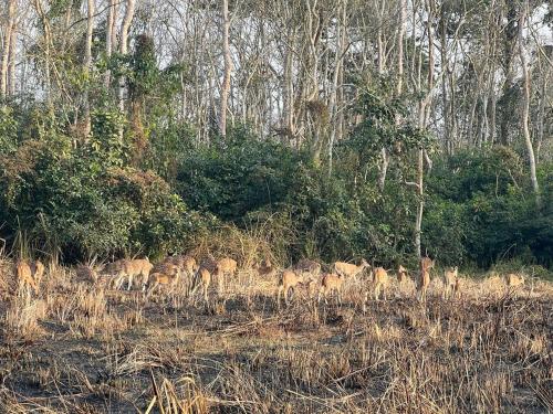 un troupeau de cerfs traversant un champ dans l'établissement Crocodile Safari Camp, à Chitwan