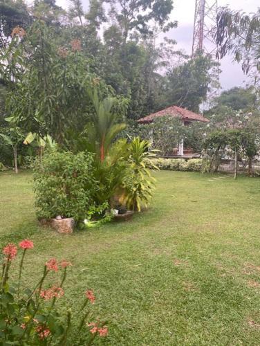 a garden with a palm tree and plants in a yard at Emel's Retreat in Busse