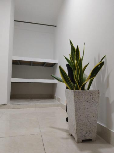 a potted plant sitting on the floor in a room at Kavala Anisa in Cartagena de Indias