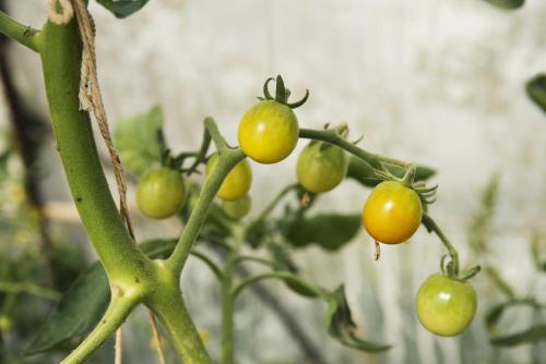 a bunch of green tomatoes on a plant at Agrotospita Country Houses in Nafplio