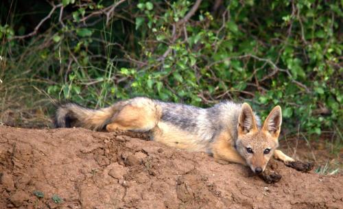 a coyote laying on top of a dirt mound at Karongwe - Becks Safari Lodge in Hoedspruit