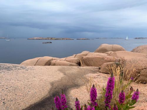 un grupo de rocas y flores púrpuras frente al agua en Hotell Sillen en Lysekil