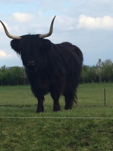 a large animal with horns standing in a field at Wohnwagen am Ostsee-Küstenradweg in Zweedorf