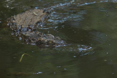 un grande alligatore che galleggia nell'acqua di Hotel Midori Davao a Davao