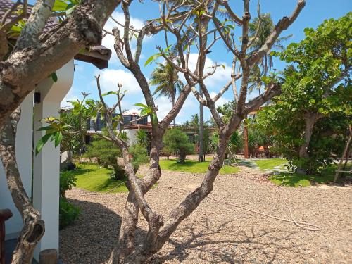 een boom in het midden van een tuin bij Homestay Phú Yên - Tuy Hòa - Long Thủy Song Ngư House in Tuy Hoa