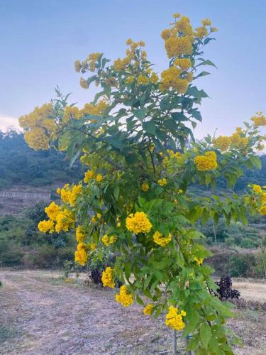 a tree with yellow flowers on it in a field at Aristaa Morni Hills: Pristine Stay in the Wild in Morni