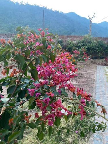 a bunch of pink flowers in a garden at Aristaa Morni Hills: Pristine Stay in the Wild in Morni