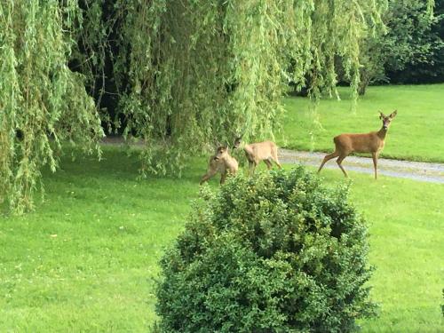 three deer standing in a field near a tree at L'auberge du Mont in Le Breuil-en-Auge