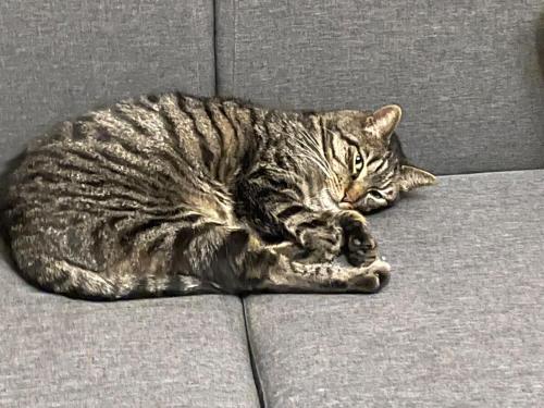 un chat allongé sur un canapé avec la tête sur la patte dans l'établissement Maisonnette en duplex 25 M2, Pantin porte de Paris, à Pantin