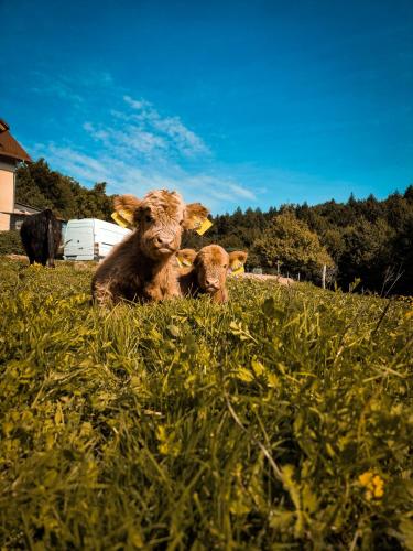 Paesaggio naturale nelle vicinanze dell'appartamento