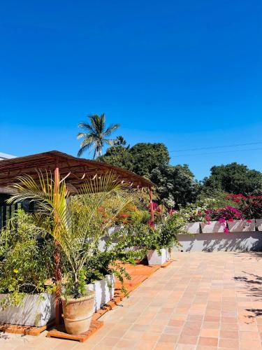 a garden with potted plants on a brick sidewalk at Flamingo résidence in Toliara