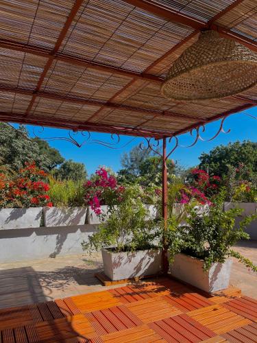 a patio with potted plants and a wooden deck at Flamingo résidence in Toliara