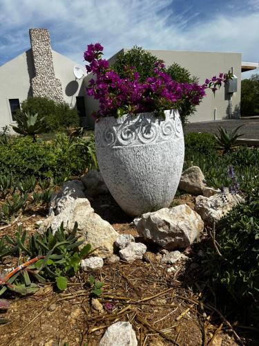 a large vase filled with purple flowers on top of rocks at Villiera Guest Farm in Langebaan