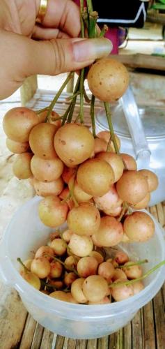 a person holding a bunch of food in a bowl at Pù Luông JUNGLE KING 1 HOMESTAY in Pu Luong