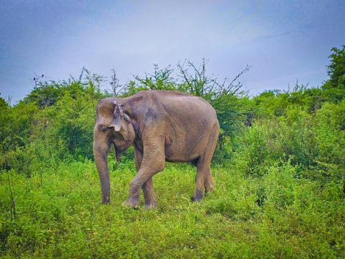 an elephant walking in a field of grass at Wild Horizon in Udawalawe