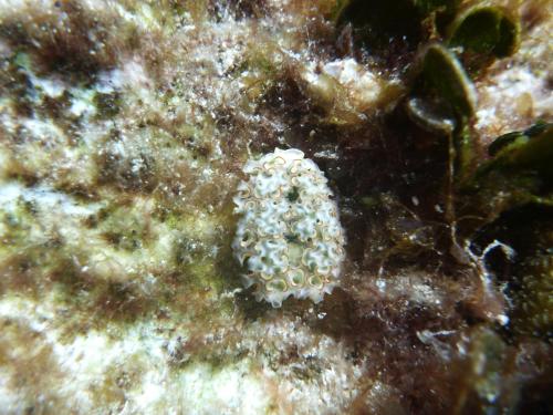 a small white shell is on the reef at UTILA.RENTALS in Utila