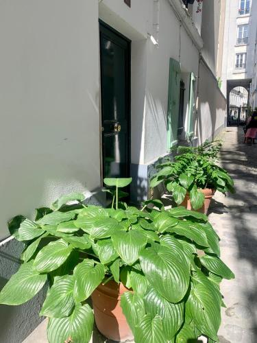 un groupe de plantes en pot installées à côté d'un bâtiment dans l'établissement Charmant 2 pièces Paris Montmartre, à Paris