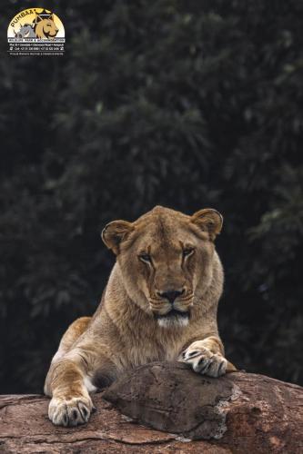 a lion laying on top of a rock at Lions View Accommodation in Nelspruit