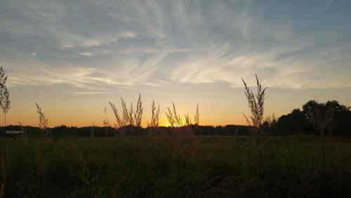 a field of tall grass with the sunset in the background at Domek w pięknej okolicy in Chmielów