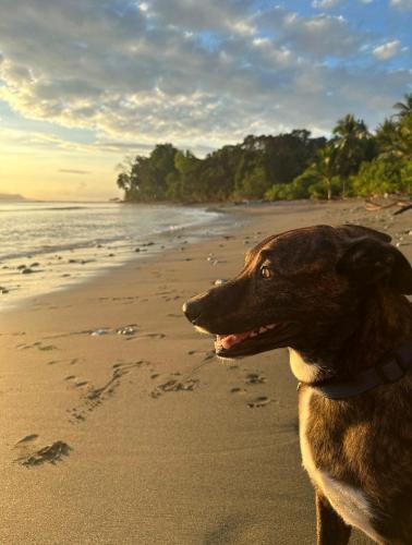 a dog sitting on a beach with footprints in the sand at Four Monkeys Eco Lodge - Jungle & Beach in Cabo Matapalo
