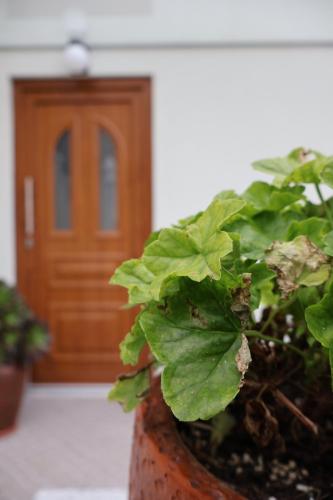a plant in a pot in front of a door at Casa Das Chães in Caniçada