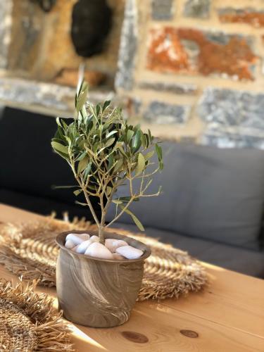 a plant in a pot filled with eggs on a table at Harmony Luxury Villas Naxos in Kastraki Naxou
