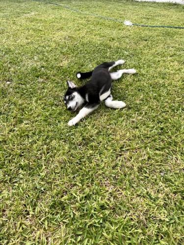a black and white cat laying in the grass at Casa Maya en el mejor lugar de Puerto Escondido in Puerto Escondido