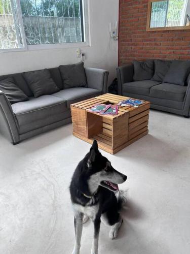 a dog sitting in a living room with a coffee table at Casa Maya en el mejor lugar de Puerto Escondido in Puerto Escondido