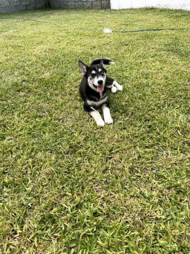 a black and white dog laying in the grass at Casa Maya en el mejor lugar de Puerto Escondido in Puerto Escondido
