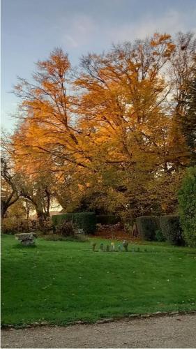 un groupe d'oiseaux dans l'herbe d'un parc dans l'établissement Petite maison de charme, à Langres