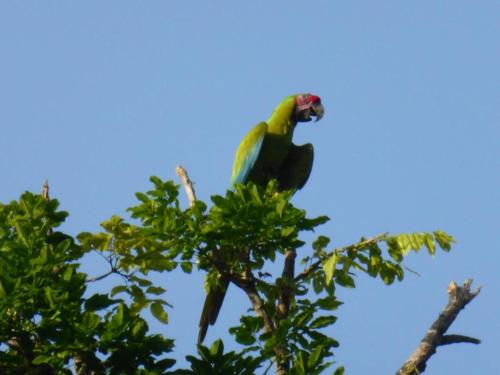 a green parrot perched on top of a tree at Cabinas Yamann in Manzanillo