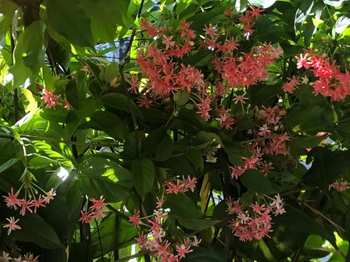 สวนหย่อมนอก Homestay Mia Diệu Nhàn Phú Quốc