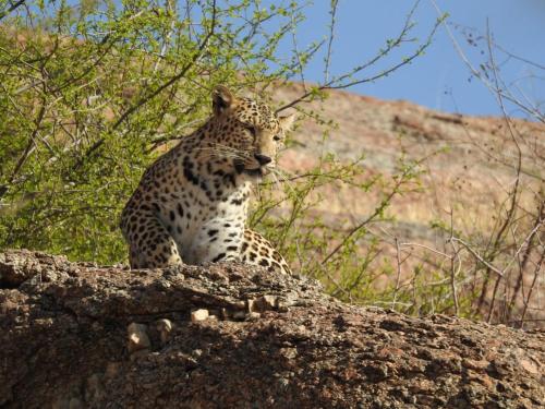 a cheetah sitting on top of a rock at Jawai Empire Resort by Premier Hotels in Pāli