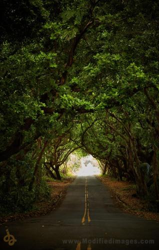 a road with a tunnel of trees over it at Open Gate Hostel Hawaii in Pahoa