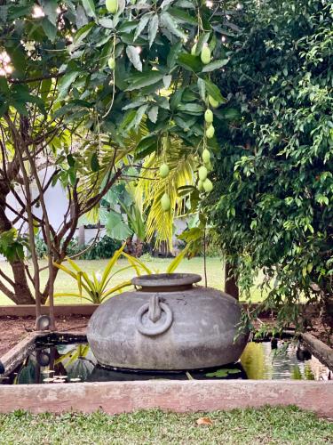 a pot sitting in the grass next to a tree at Olanro Hotel Negombo in Negombo