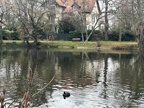 um pato a nadar na água num parque em Studio au vert ! em Le Vésinet