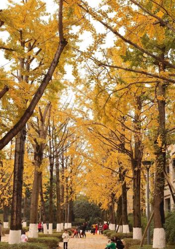 a park with trees with yellow leaves on them at Wuyu Hotel - Chongqing Liangjiang Happiness Plaza & Xingfu Square & GuangdianYuan metro in Chongqing
