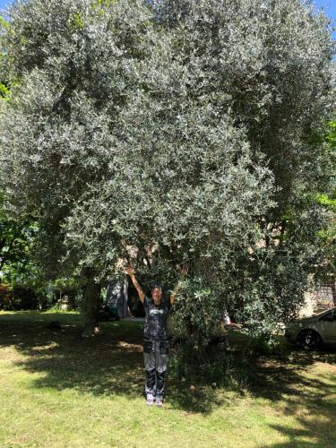 a man is standing under a large tree at Affittacamere Ca' de Mazapedar in San Lorenzo