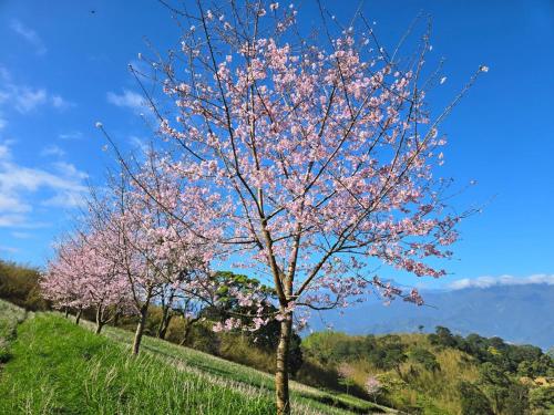 a row of trees with pink flowers on a hill at 赤科山櫻之谷咖啡民宿 in Chiu-t'ien