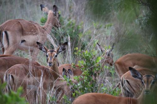 a group of deer in a field of tall grass at Tranquillity Day Spa & Lodge in Baviaanspoort
