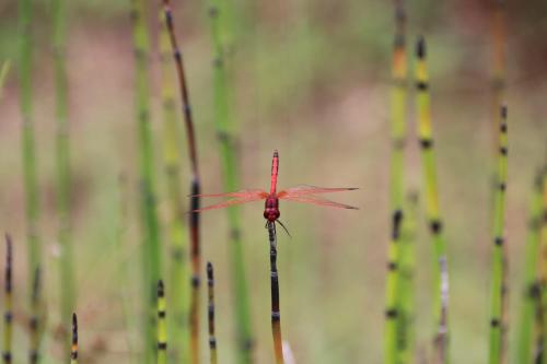 a red dragonfly sitting on top of a plant at Tranquillity Day Spa & Lodge in Baviaanspoort