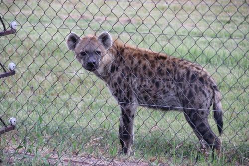 a hyena standing behind a fence in a field at Tranquillity Day Spa & Lodge in Baviaanspoort