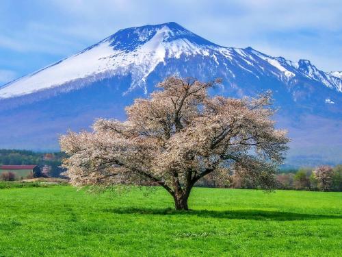 a tree in a field in front of a snow covered mountain at Pension Hinode in Hachimantai