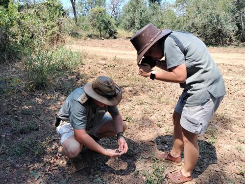 two men are looking at something in a field at Karongwe - River Safari Lodge in Hoedspruit